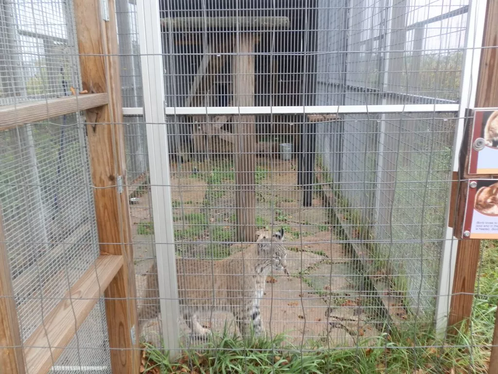 Elewa Farms Bobcat Enclosure at The Wildlife Discovery Center.