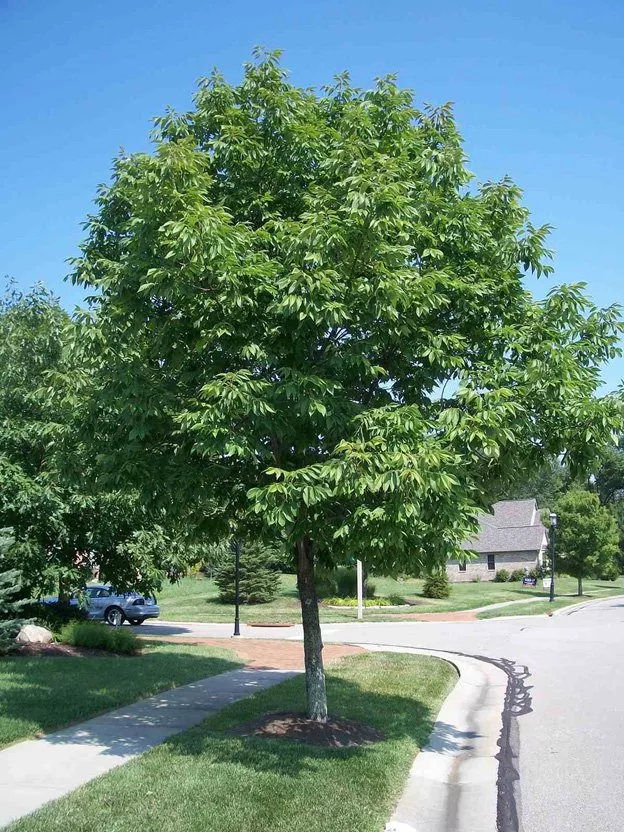 Use Tree-Age on your Emerald Ash Borer trees.