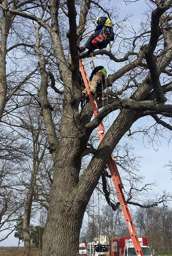 kinnucan-tree-rescue2