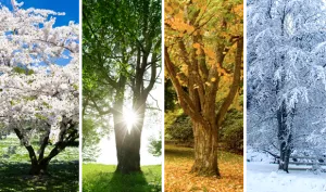 seasonal trees home page image | Kinnucan Tree Experts & Landscape Company