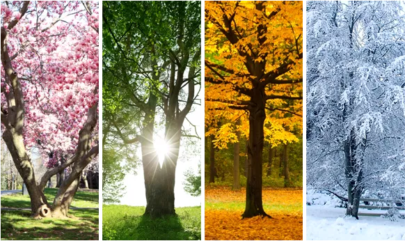 home page landscaping picture 