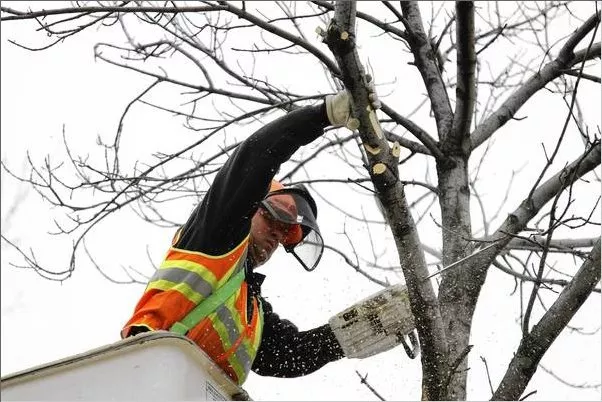 Ash borer insect will cost Chicago area millions, nation billions