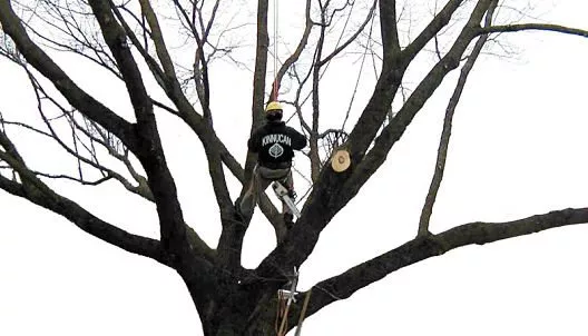 Kinnucan professional arborist in a tree cutting down branches for a client.