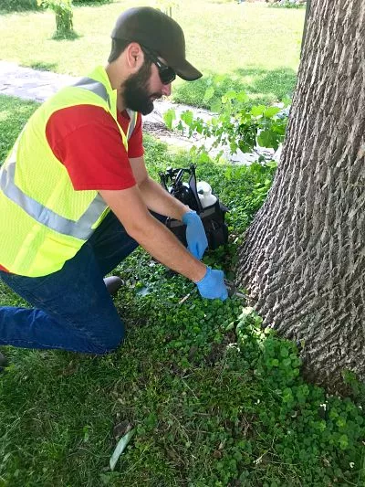 Kinnucan's best is working in the city of Ames doing Emerald Ash Borer injections.