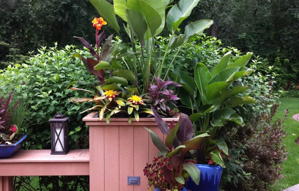 Feature | Kinnucan Tree Experts & Landscape Company