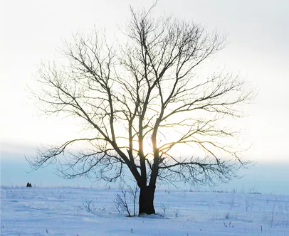 A tree among a snowy landscape - Kinnucan's green services calendar.