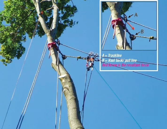 Difficult Tree Removal Solved By Employing Rescue Training Techniques!