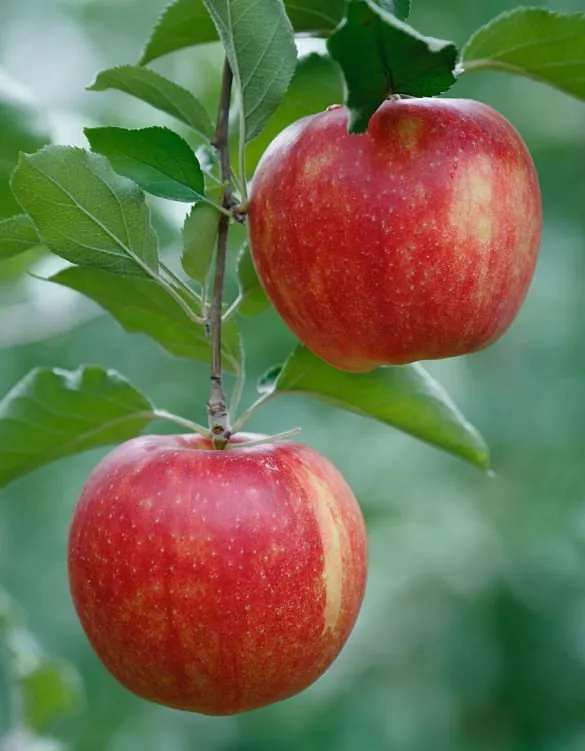 Kinnucan Tree Experts & Landscape Company - we provide apple tree care - apples on a apple tree branch.