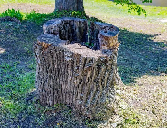 Kinnucan Tree Experts - stump removal services - tree stump in the ground.