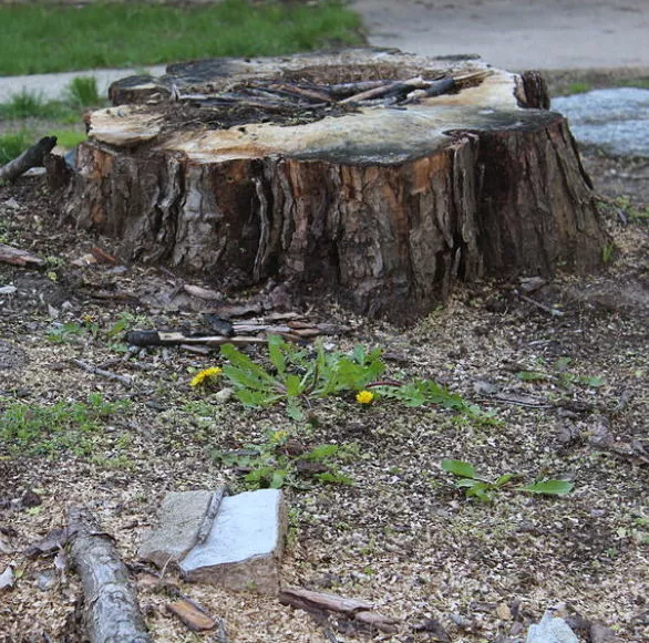 Kinnucan Tree Experts - cutting down trees will leave a tree stump that may need to be removed.