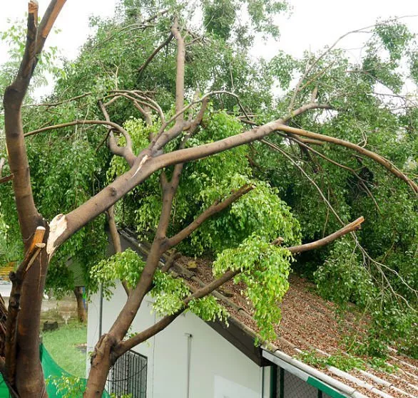Kinnucan Tree Experts - emergency tree service is needed when broken branches have fallen on your house.
