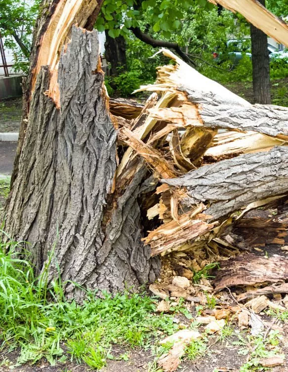 Kinnucan Tree Experts - emergency tree service is needed when a tree has storm damage.