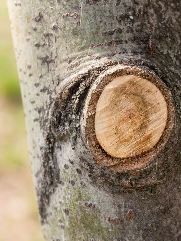 Kinnucan Tree Experts - up close of a branch cut off on a tree trunk.