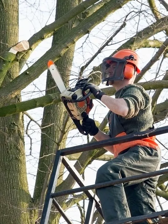 Kinnucan Tree Experts & Landscape Company - Tree trimming services in action, man trimming tree.