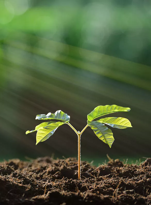 Kinnucan Tree Experts & Landscape Company - a plant health specialist can help nurture the plants on your property - seedling plant with rays of sun hitting it.