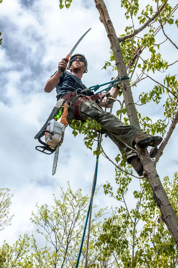 Kinnucan Tree Experts - tree trimming and pruning services - arborist at work.