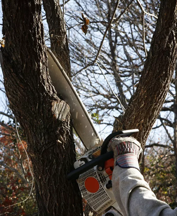 Kinnucan Tree Experts - tree trimming and pruning services - tree trimming a branch.