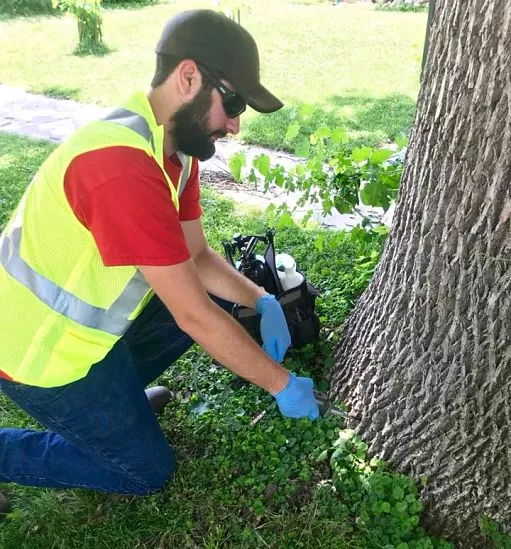 Tree Removal Services & Why It's Essential