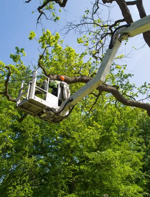 Kinnucan Tree Experts & Landscaping Company - Glencoe Tree Care service can help you take care of the trees on your property.