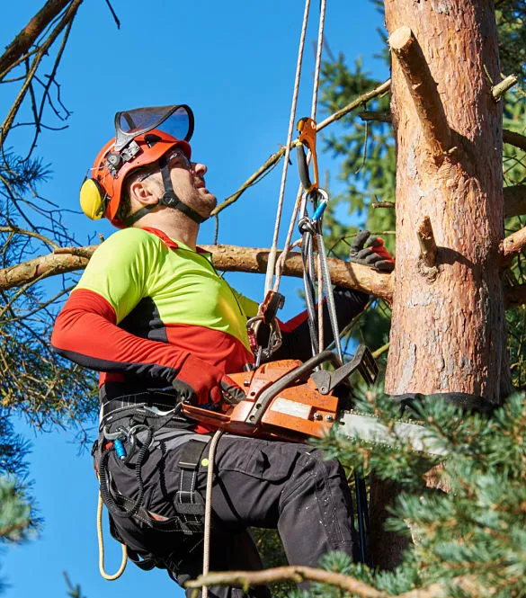 Kinnucan Tree Experts & Landscape Company - Libertyville tree care keeps your trees green and healthy.