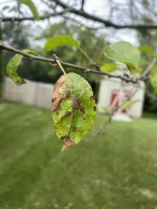 AppleScab3