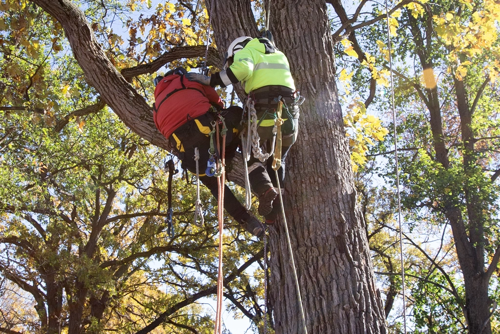 Tree Rescue 2
