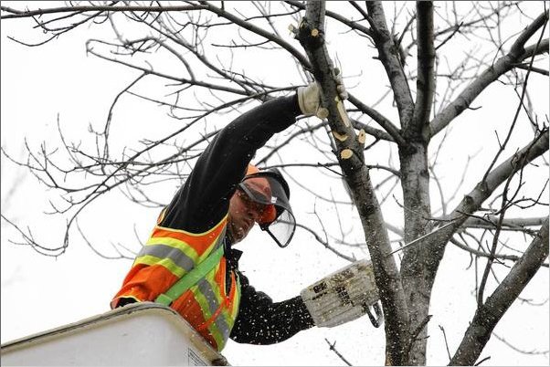 Ash borer insect will cost Chicago area millions, nation billions