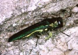 Saving Emerald Ash Borer Trees on Chicago's North Shore