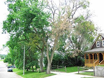 kinnucan-left-dutch-elm-diseased-tree
