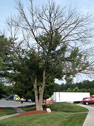 kinnucan-right-ash-tree-dying