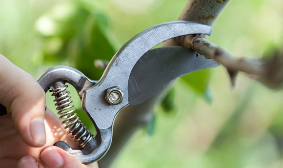 Close up of Kinnucan tree pruning by an arborist.
