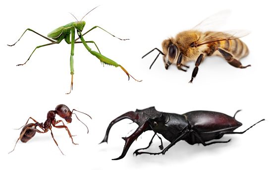 Insect control by Kinnucan - common pests.