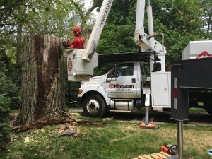 Kinnucan removing a Cottonwood in Winnetka | Kinnucan Tree ...