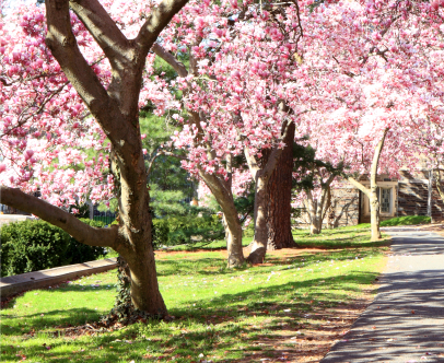 Healthy tress with white and pink flowers during the spring - Kinnucan's green services calendar.