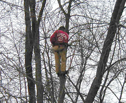 Kinnucan tree expert working on a tree - Kinnucan's green services calendar.