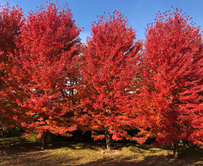 OctPhoto | Kinnucan Tree Experts & Landscape Company