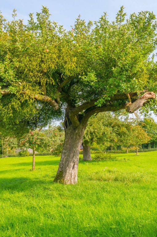 take care of apple tree