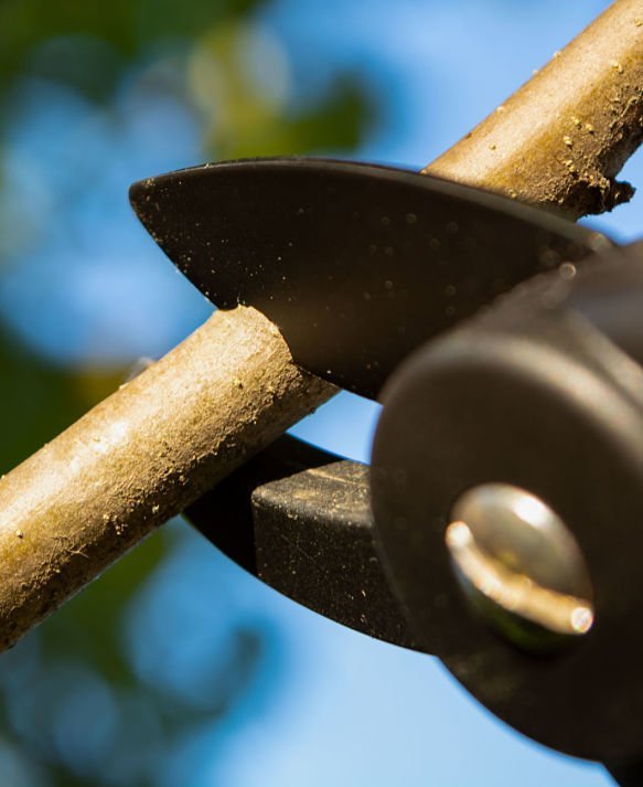 Kinnucan Tree Experts & Landscape Company - apple tree care includes expert pruning of apple tree branches.