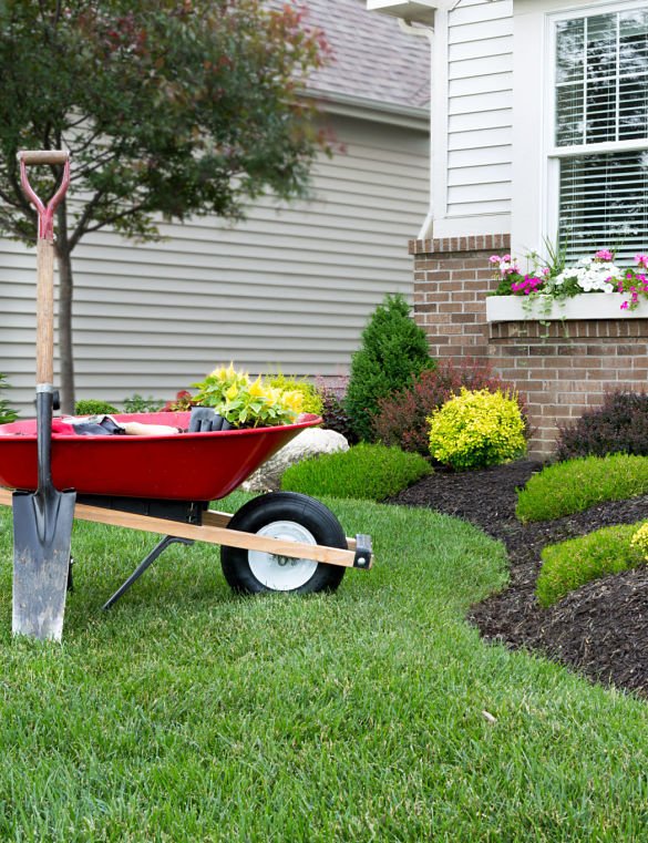 tree landscaping near me