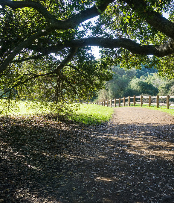 Kinnucan Tree Experts - homeowners may have many tree faqs - tree can provide shade and offer many benefits to your home and wildlife.