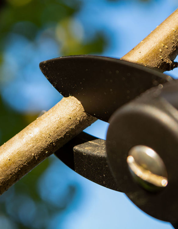 Kinnucan - winter lawn care is important for a healthy lawn in the spring - pruning branches.