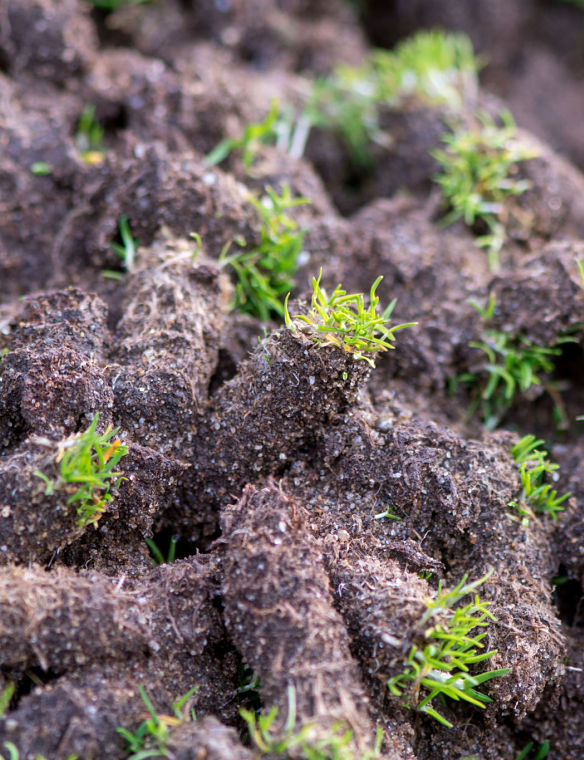 Kinnucan Tree Experts & Landcape Company - core aeration plugs - fall lawn care services include core aeration for your lawn.