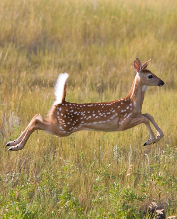 Kinnucan Tree Experts & Landscape - deer repellent can help keep deer away from your yard and garden during the summer lawn care months - deer running.