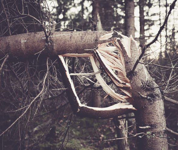 Kinnucan Tree Experts- we offer tree removal near me services - a broken down tree that needs to be removed.