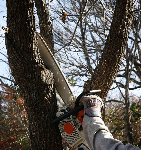 Kinnucan Tree Experts & Landscape Company - tree service near me - Kinnuncan TRee Experts offers tree care services like pruning and cutting down trees.