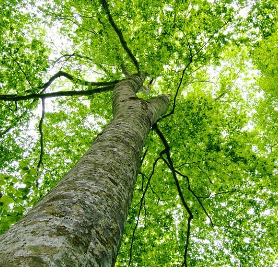 Kinnucan Tree Experts & Landscape Company - tree service Glencoe - underneath a big tree.
