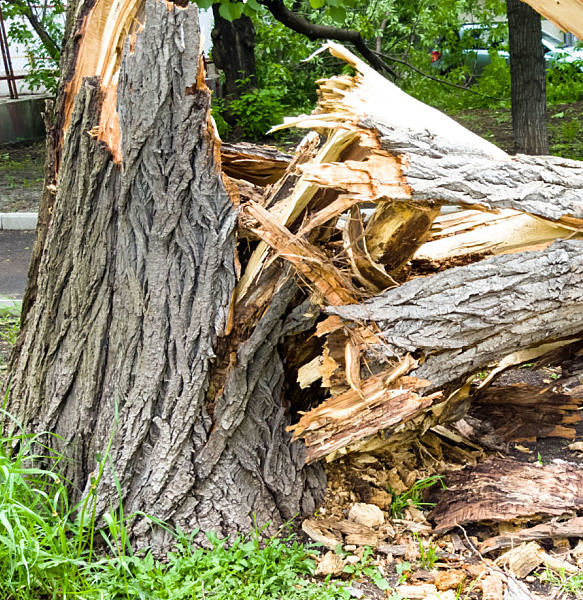 Kinnucan Tree Experts & Landscape Company - tree service Wilmette can help you take care of storm damaged trees on your property.