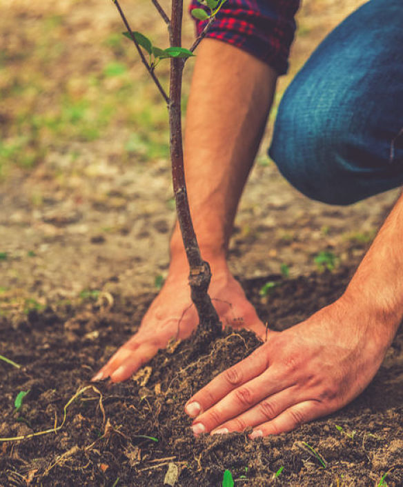Kinnucan Tree Experts - tree service Winnetka - we offer tree service for all of the North Shore area including Winnetka.