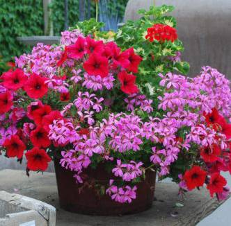 IPOT | Kinnucan Tree Experts & Landscape Company