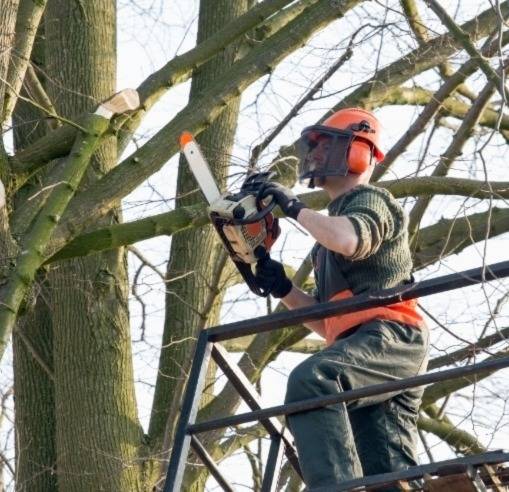 Wilmette Tree Care